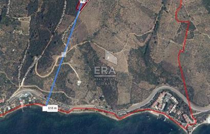 Bursa Gemlik'te Denize Yakın 3.768 m² Satılık Zeytinlik