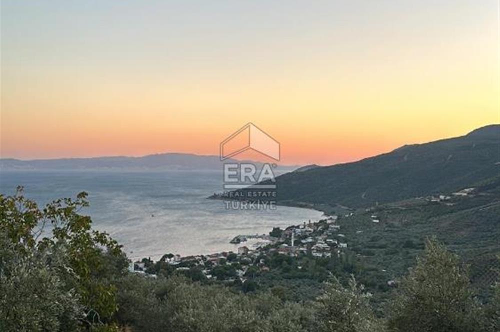 Bursa Gemlik'te Denize Yakın 3.768 m² Satılık Zeytinlik