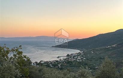 Bursa Gemlik'te Denize Yakın 3.768 m² Satılık Zeytinlik