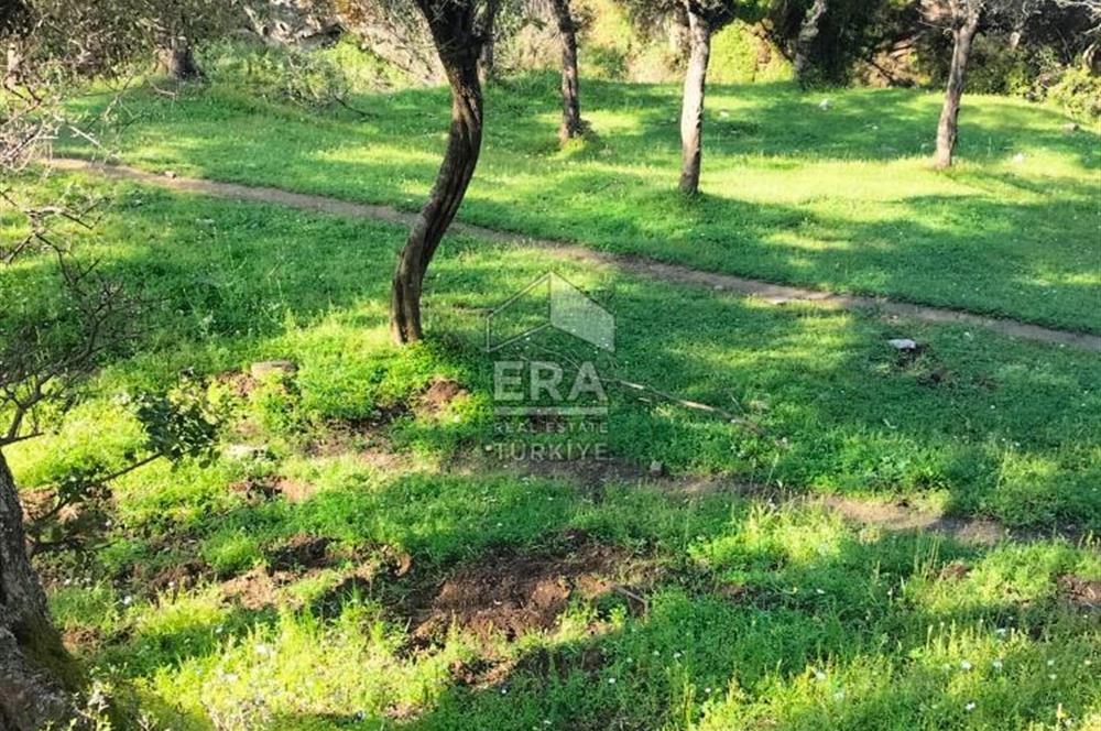 ERA NİVA'DAN BAYINDIR ÇENİKLER'DE SATILIK 1642 M² ZEYTİNLİK