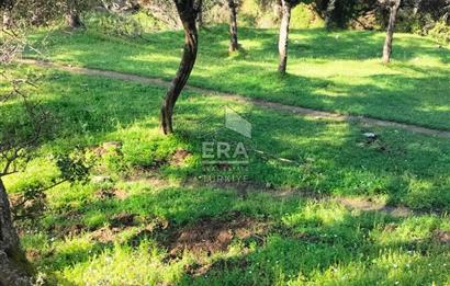 ERA NİVA'DAN BAYINDIR ÇENİKLER'DE SATILIK 1642 M² ZEYTİNLİK