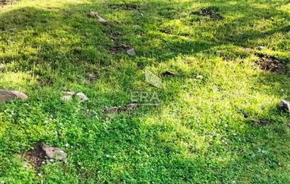 ERA NİVA'DAN BAYINDIR ÇENİKLER'DE SATILIK 1642 M² ZEYTİNLİK