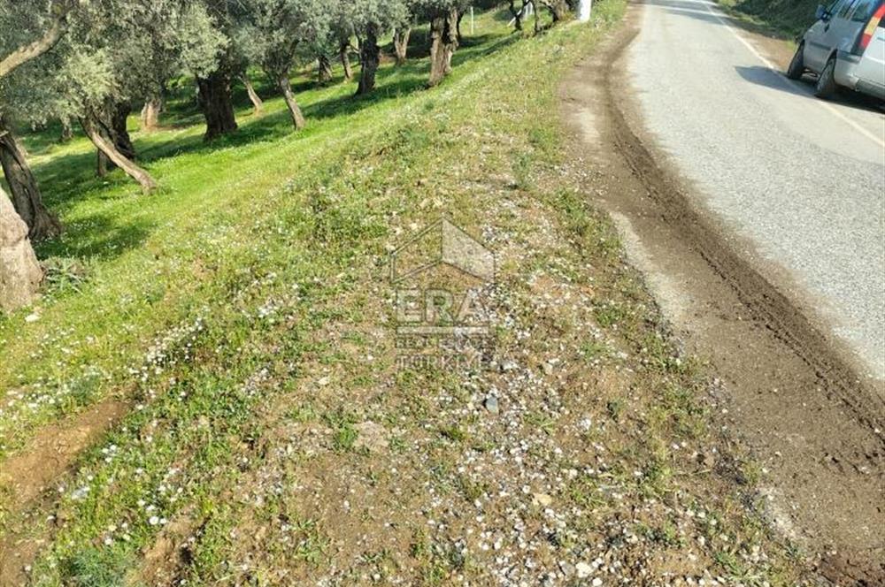 ERA NİVA'DAN BAYINDIR ÇENİKLER'DE SATILIK 1642 M² ZEYTİNLİK