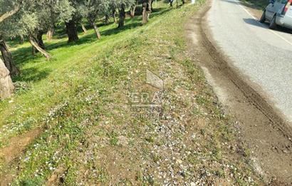 ERA NİVA'DAN BAYINDIR ÇENİKLER'DE SATILIK 1642 M² ZEYTİNLİK