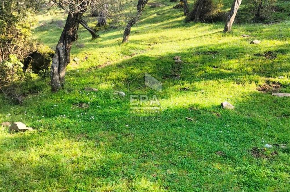 ERA NİVA'DAN BAYINDIR ÇENİKLER'DE SATILIK 1642 M² ZEYTİNLİK