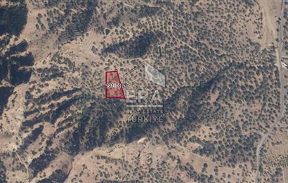 ERA NİVA'DAN AYDIN NAZİLLİ'DE SATILIK 3260 M² ZEYTİNLİK