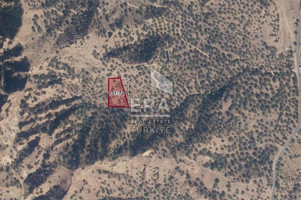 ERA NİVA'DAN AYDIN NAZİLLİ'DE SATILIK 3260 M² ZEYTİNLİK
