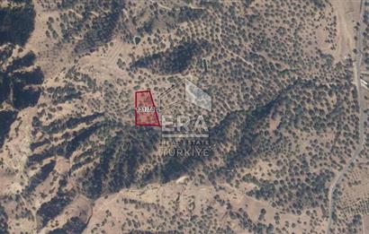 ERA NİVA'DAN AYDIN NAZİLLİ'DE SATILIK 3260 M² ZEYTİNLİK