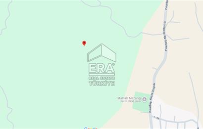 ERA NİVA'DAN AYDIN NAZİLLİ'DE SATILIK 3260 M² ZEYTİNLİK