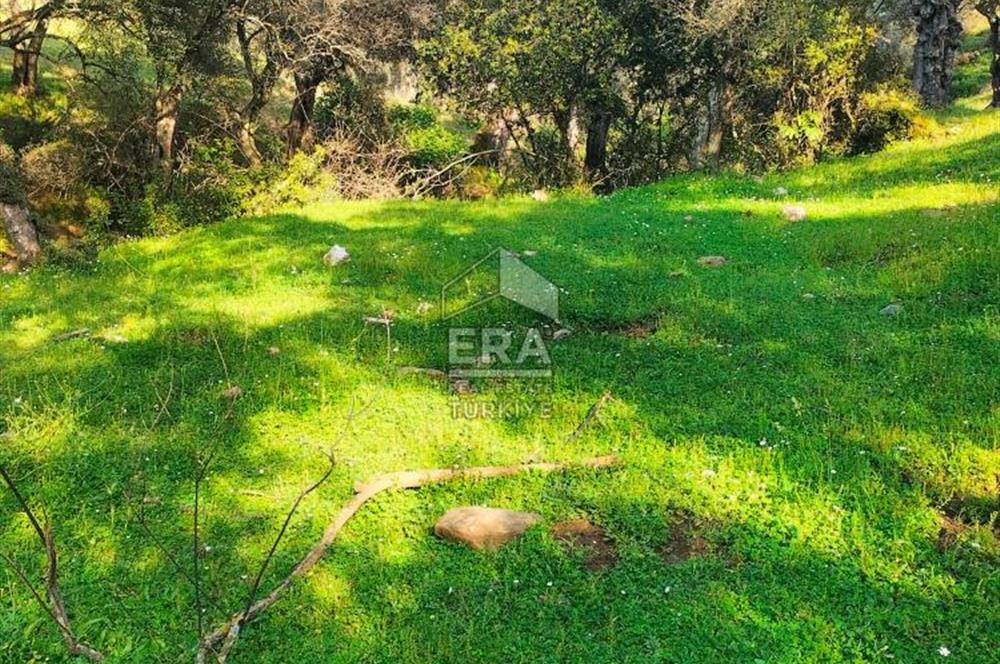 ERA NİVA'DAN BAYINDIR ÇENİKLER'DE SATILIK 1642 M² ZEYTİNLİK