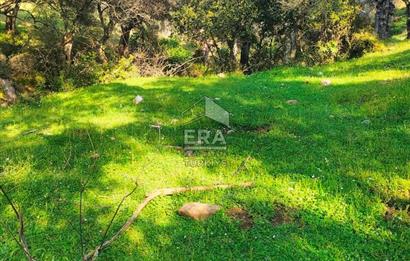 ERA NİVA'DAN BAYINDIR ÇENİKLER'DE SATILIK 1642 M² ZEYTİNLİK