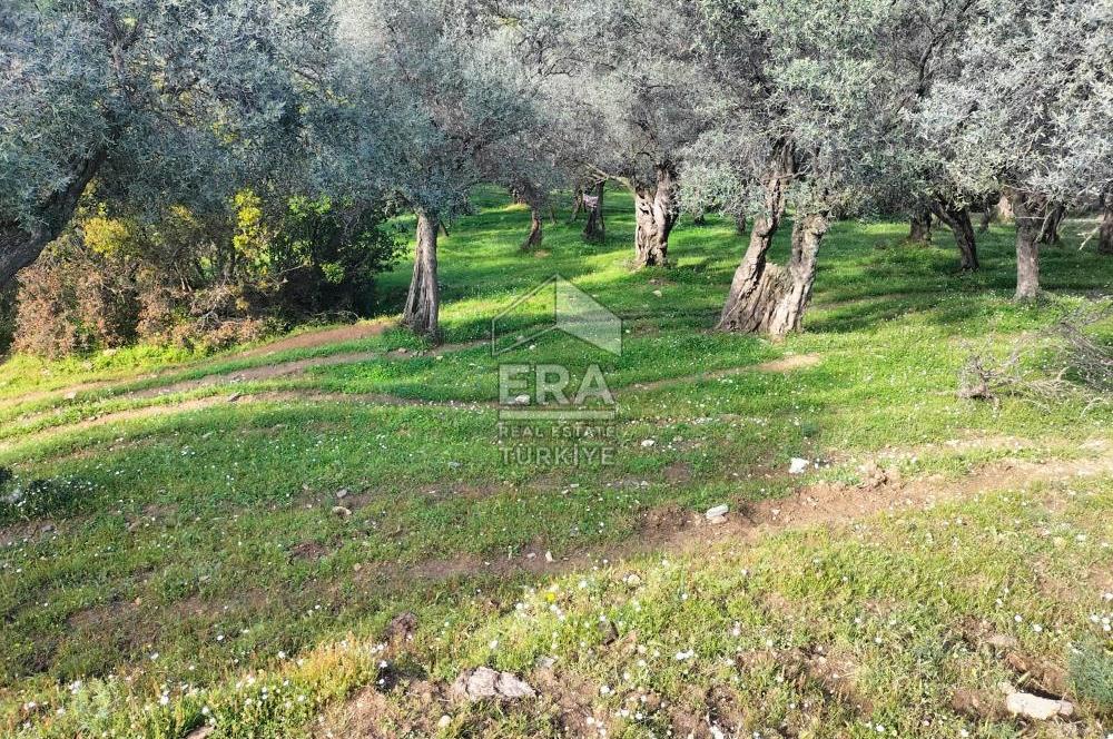 ERA NİVA'DAN BAYINDIR ÇENİKLER'DE SATILIK 1642 M² ZEYTİNLİK