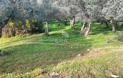 ERA NİVA'DAN BAYINDIR ÇENİKLER'DE SATILIK 1642 M² ZEYTİNLİK