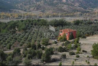 ESKISEHIR SARICAKAYADA 6.644 M2 750 Adet ZeytinAgaçli Tarla