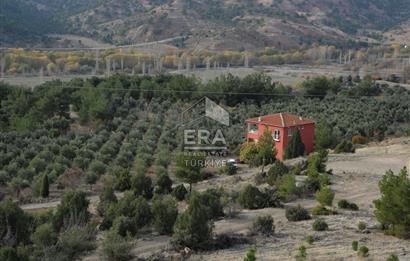 ESKISEHIR SARICAKAYADA 6.644 M2 750 Adet ZeytinAgaçli Tarla