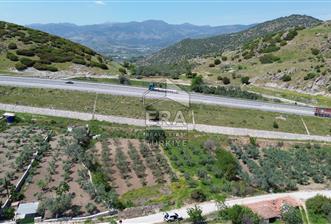 İzmir Menemen Ayvacık Satılık Zeytin Ağaçlı Tarla