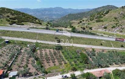 İzmir Menemen Ayvacık Satılık Zeytin Ağaçlı Tarla