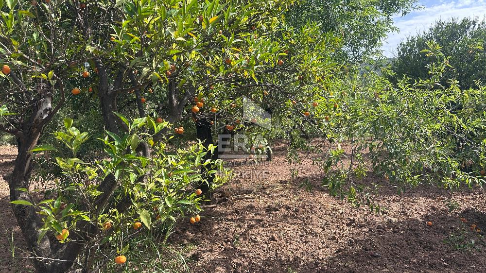 Datça Palamutbükü'nde Denize 500 m Kiralık Eşyalı Daire