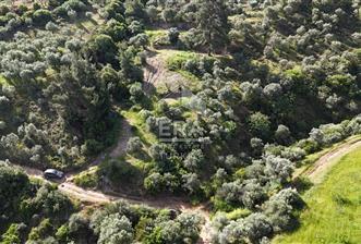 Çıkrıkçı köyüne 3 dakika mesafede 3.700m2 satılık bahçe