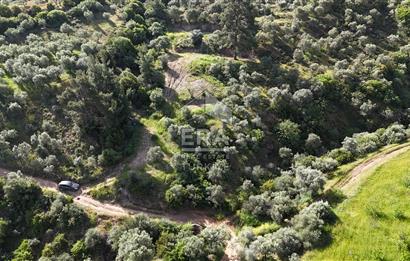 Çıkrıkçı köyüne 3 dakika mesafede 3.700m2 satılık bahçe
