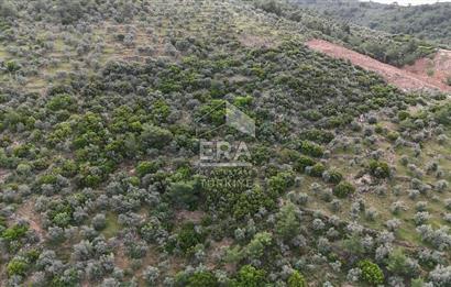 MUHTEŞEM MANZARALI BAHÇE 7307 M2