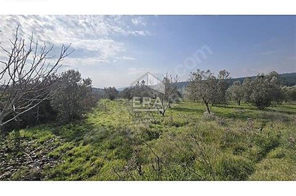 MENDERES OĞLANANASINDA 527 m2 İMARLI ARSA