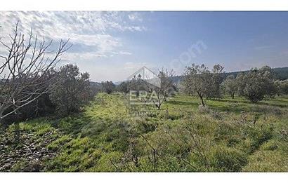 MENDERES OĞLANANASINDA 527 m2 İMARLI ARSA