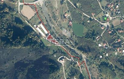 SAKARYA  AKYAZIDA 2081 M2 FINDIKLIK