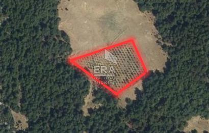 4 BİR TARAFI ORMAN İÇERİSİNDE 4700m2 BAHÇE