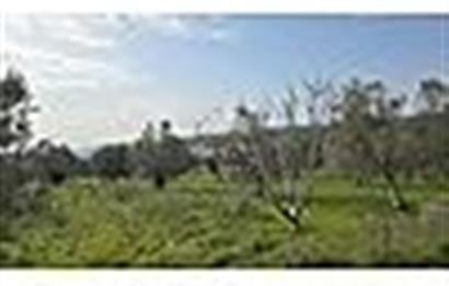 MENDERES BULGURCA ÇOK GÜZEL KONUM 1850 m2
