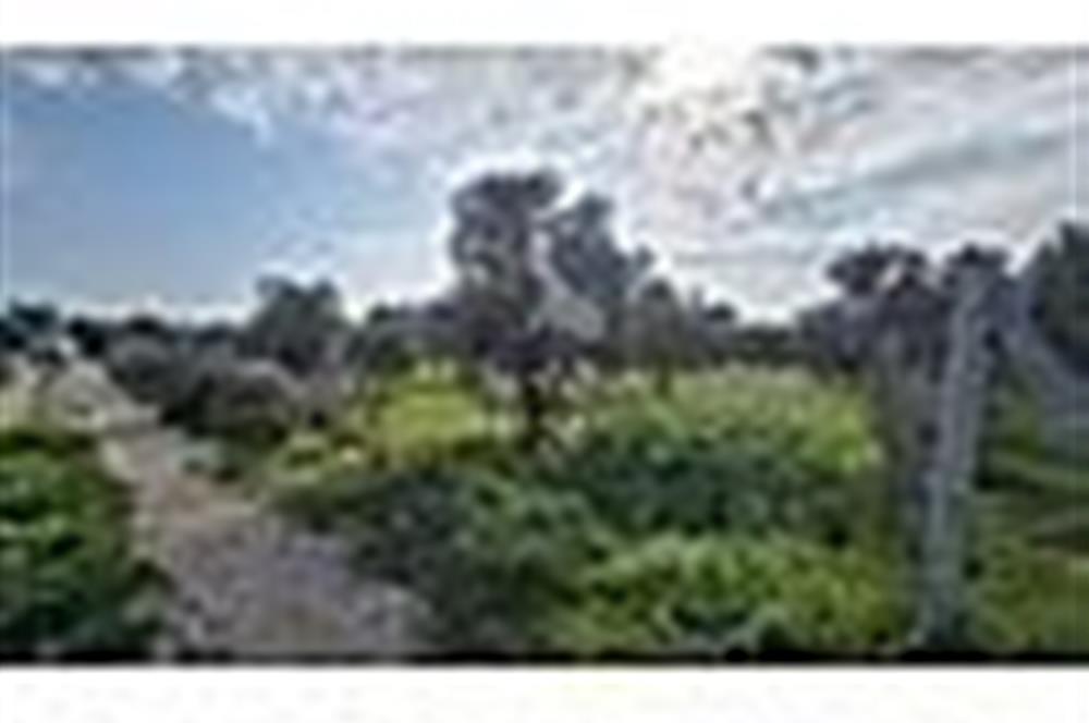 MENDERES BULGURCA ÇOK GÜZEL KONUM 1850 m2