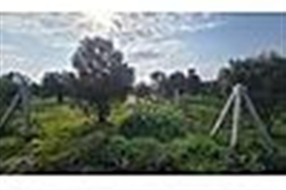 MENDERES BULGURCA ÇOK GÜZEL KONUM 1850 m2