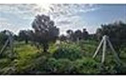 MENDERES BULGURCA ÇOK GÜZEL KONUM 1850 m2