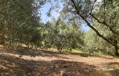 ANTALYA MANAVGAT OYMAPINAR (SEKİ) MAHALLESİ SATILIK TARLA
