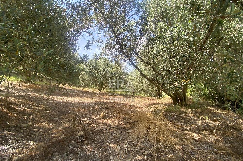 ANTALYA MANAVGAT OYMAPINAR (SEKİ) MAHALLESİ SATILIK TARLA
