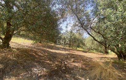 ANTALYA MANAVGAT OYMAPINAR (SEKİ) MAHALLESİ SATILIK TARLA