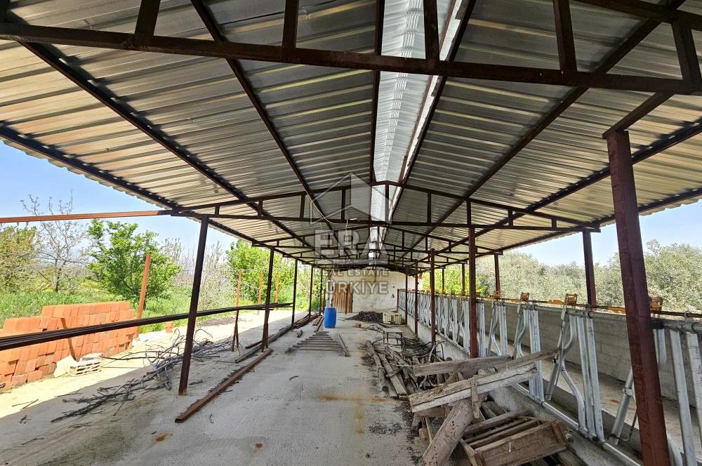 Kemalpaşa Ören 3.162 m2 Satılık Çiftlik
