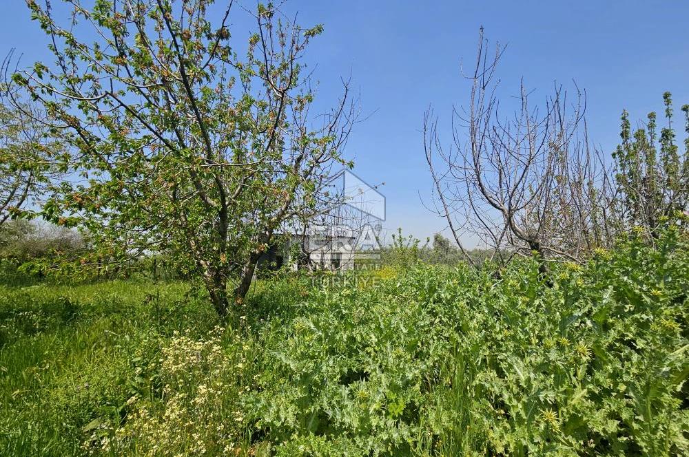 Kemalpaşa Ören 3.162 m2 Satılık Çiftlik