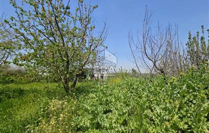 Kemalpaşa Ören 3.162 m2 Satılık Çiftlik