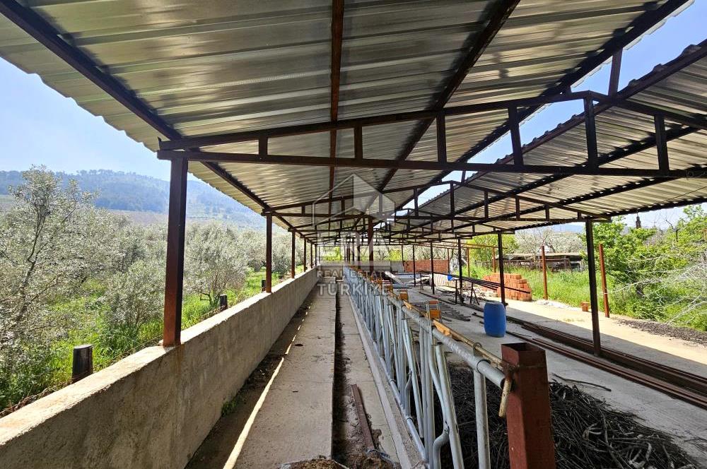 Kemalpaşa Ören 3.162 m2 Satılık Çiftlik