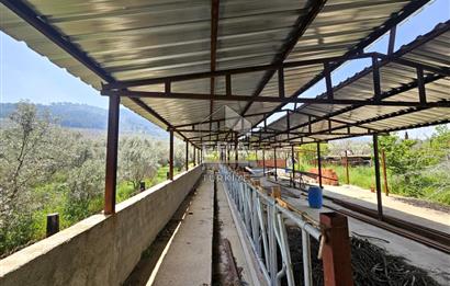 Kemalpaşa Ören 3.162 m2 Satılık Çiftlik