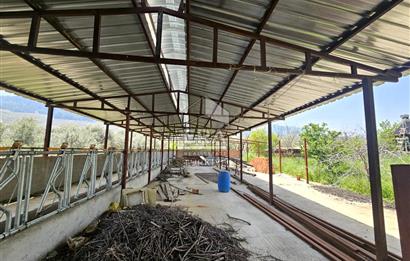 Kemalpaşa Ören 3.162 m2 Satılık Çiftlik