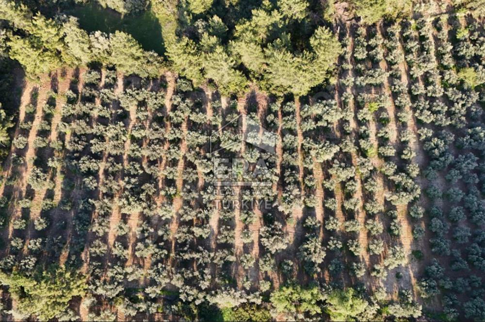 MANAVGAT HOCALAR'DA YENİ OTOBANA 1.PARSEL 11573 m2 SATILIK TARLA