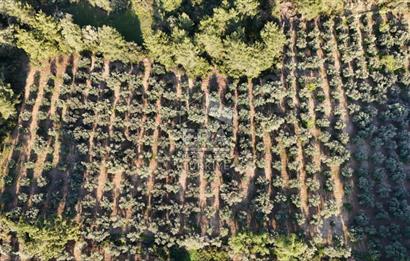 MANAVGAT HOCALAR'DA YENİ OTOBANA 1.PARSEL 11573 m2 SATILIK TARLA