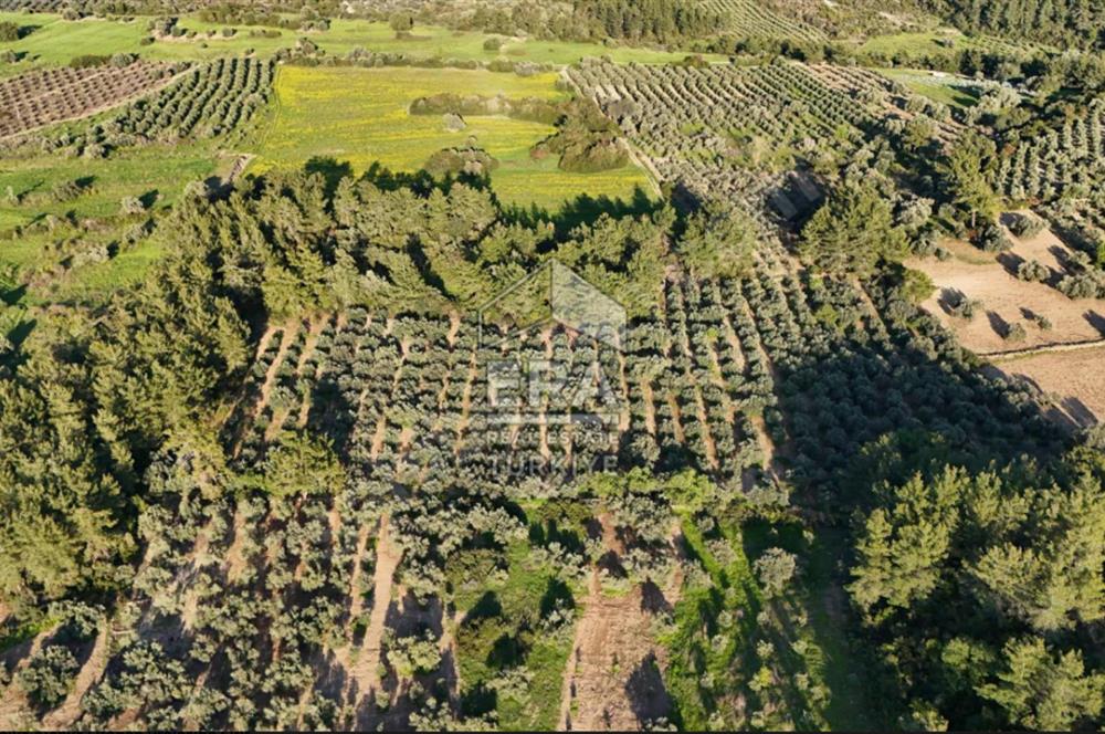 MANAVGAT HOCALAR'DA YENİ OTOBANA 1.PARSEL 11573 m2 SATILIK TARLA