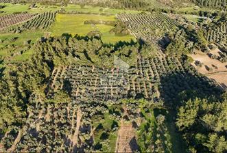 MANAVGAT HOCALAR'DA YENİ OTOBANA 1.PARSEL 11573 m2 SATILIK TARLA