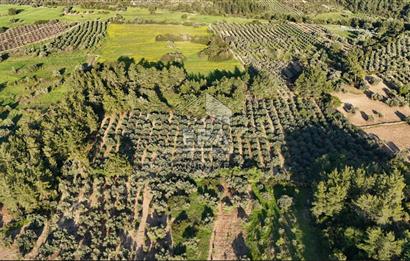 MANAVGAT HOCALAR'DA YENİ OTOBANA 1.PARSEL 11573 m2 SATILIK TARLA