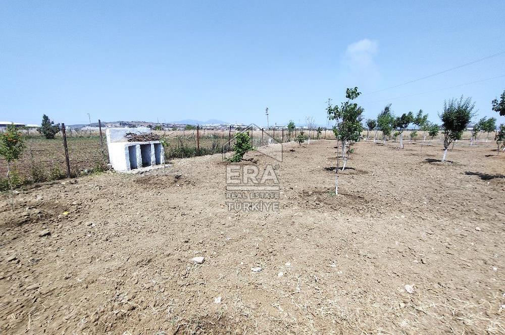 İzmir Menderes Tekeli İçinde Ev Olan Meyve Ağaçlı Tarla Satılık