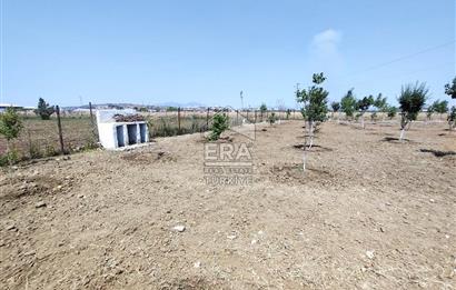 İzmir Menderes Tekeli İçinde Ev Olan Meyve Ağaçlı Tarla Satılık