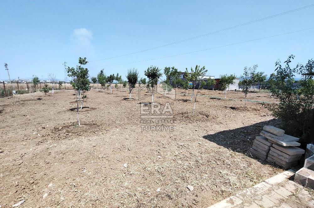 İzmir Menderes Tekeli İçinde Ev Olan Meyve Ağaçlı Tarla Satılık